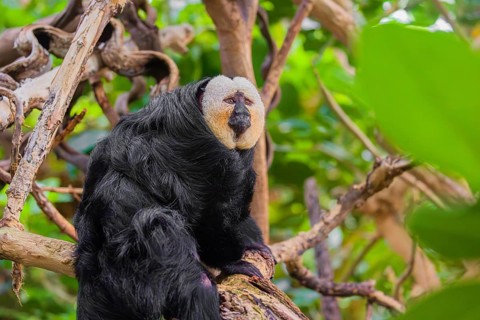 Portrait of a male white-faced saki (Pithecia pithecia) sitting in a tree
