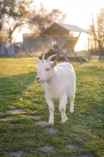 White goat walks slowly across a green meadow in sunlight, Schlehengäuschule, Gechingen, Hecken and