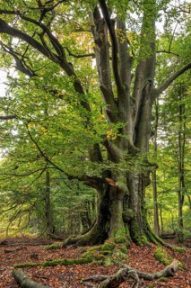 Monumental old copper beech (Fagus sylvatica) in an autumn scene in the Sababurg primeval forest,