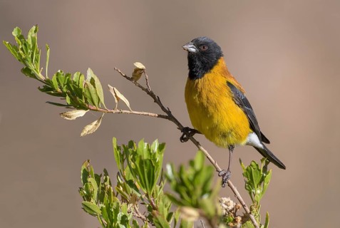 Black-hooded Sierra Finch (Phrygilus atriceps) male, Parinacota, Chile