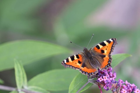 Small tortoiseshell (Aglais urticae), on summer lilac or butterfly-bush (Buddleja davidii), Wilden,