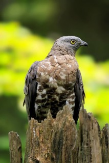 Honey buzzard (Pernis apivorus), adult, perch, alert, in summer, portrait, Bohemian Forest, Czech