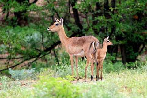 Black-heeled antelope (Aepyceros melampus), impala, adult, female, calf, mother with calf, alert,