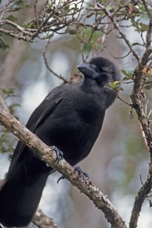 Hawaiian Crow, Alala, Corvus hawaiiensis, endangered