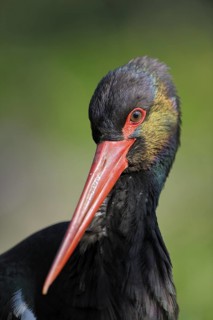 Schwarzstorch (Ciconia nigra), Black Storck, Altvogel, Portrait, captive, April, Zoo,