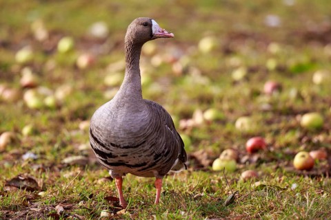 Greater White-fronted Goose (Anser albifrons), North Rhine-Westphalia, Germany