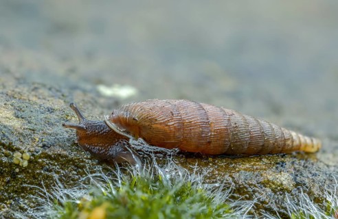 Wrinkled snail, laciniaria plicata, gastropoda, mollusca, snails, molluscs