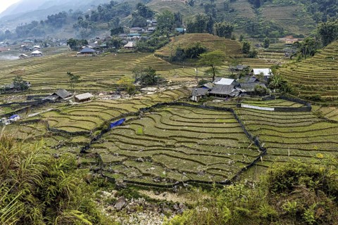 Houses and rice terraces in a village surrounded by green agriculture, farms in the rice paddies