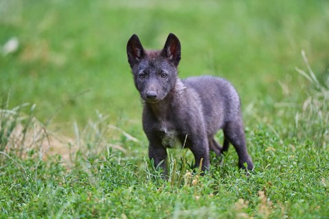 Timber Wolf (Canis lupus), cub, captive, Germany
