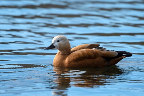 Ruddy shelduck (Tadorna ferruginea), in the water, Heiligenhaus, North Rhine-Westphalia, Germany