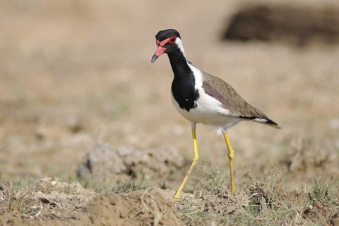 Red-wattled Lapwing (Vanellus indicus), Sri Lanka