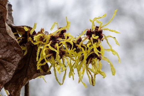 Witch hazel (Hamamelis mollis Pallida), Emsland, Lower Saxony, Germany