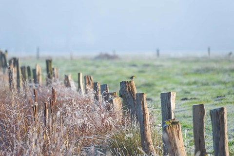 A robin (Erithacus rubecula) sitting on a peg of a pasture fence in winter, Wehden, Cuxhaven, Lower