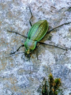 Carabus cancellatus, grain wart, Slovenia, Triglav National Park, Beetle, high size, portrait
