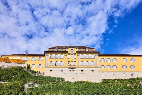 State winery Meersburg, winery, historic building, vineyard on a slope, vines, Noble vine (Vitis