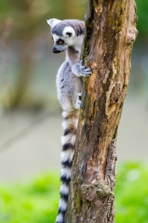 Ring-tailed lemur (Lemur catta) climbing in a tree, captive, Germany