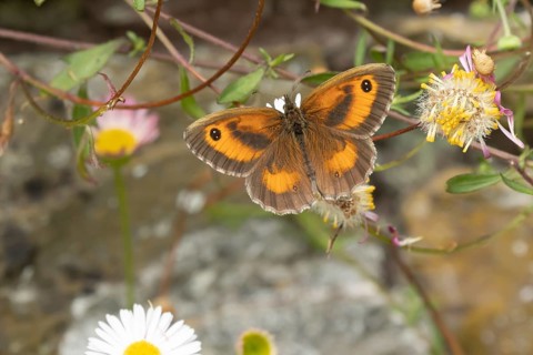 Gatekeeper butterfly (Pyronia tithonus) adult insect feeding on garden Mexican fleabane (Erigeron