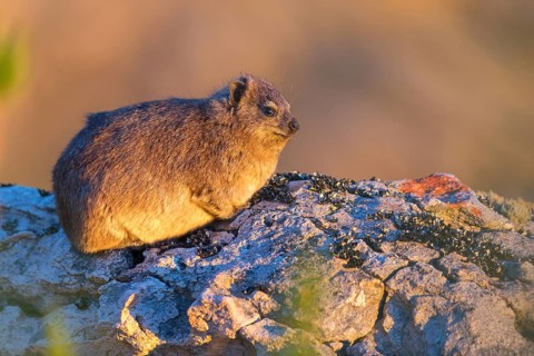 Rock hyrax (Procavia capensis), Rock Dassie, Swartberg Pass, Oudtshoorn Ward 2, Oudtshoorn Local