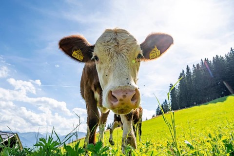 Young curious calf (Bos primigenius taurus), cow on an alpine meadow, snout stretched towards the