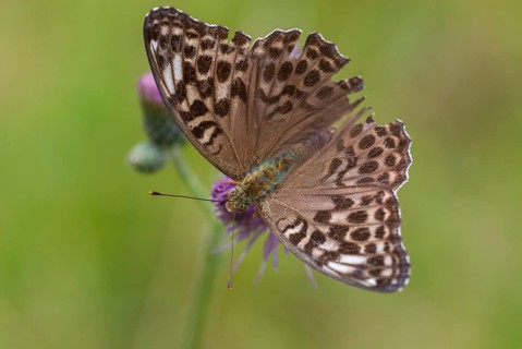 Argynnis paphia, imperial mantle, silver-washed fritillary, butterfly, female, insects, butterfly,