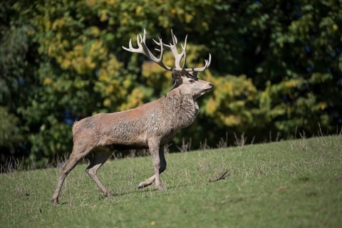 Red Deer stag at the rutting season, mud covered.. With trees in background