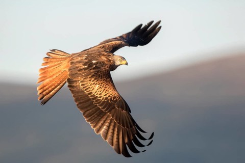 Red Kite (Milvus milvus) flying, Madrid, Spain