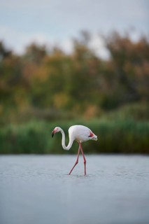Greater Flamingo (Phoenicopterus roseus) walking in the water, Parc Naturel Regional de Camargue,