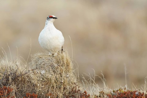 Rock Ptarmigan (Lagopus muta) male, Myvatn, Iceland