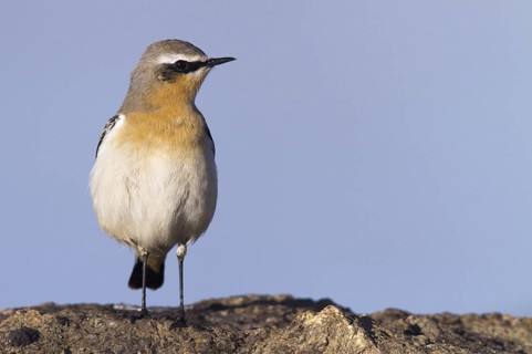 Northern Wheatear (Oenanthe oenanthe) male, Madrid, Spain