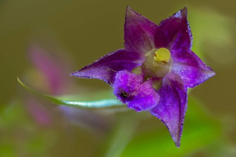 Brown-red sitter, epipactis atrorubens, orchidaceae, orchids, orchid family, red-brown stendelwort,