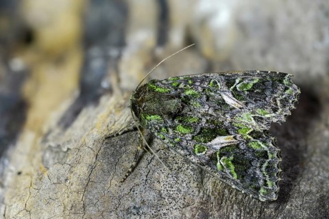 Green reporting owl, reporting owl, trachea atriplicis, insects, moths, moths, moths, orache moth,