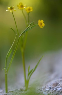 Burning buttercup, lesser spearwort, ranunculus flammula, banewort, flora, greater creeping