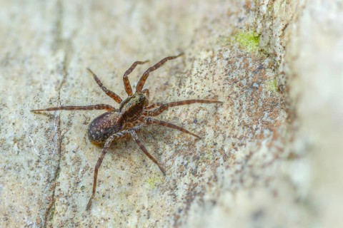 Arachnida, pardosa spec., arachnids, wolf spider spec1., spiders, spiders