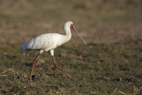 African Spoonbill (Platalea alba) foraging, Chobe, Botswana