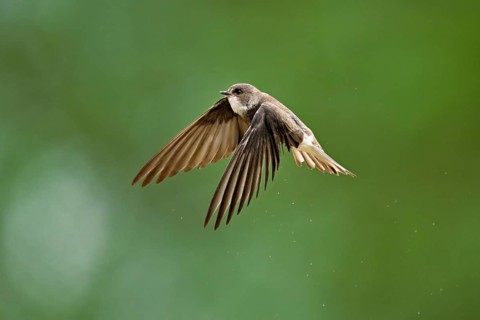Sand martin (Riparia riparia), in flight, Reussegg nature reserve, Canton Aargau, Switzerland