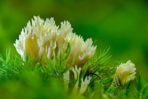 Clavulina coralloides, Clavulina cristata, antler-shaped coral, comb-shaped coral, comb-shaped club