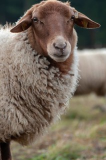 Artiodactyla, Coburg fox sheep, domestic sheep, even-toed ungulate, house sheep, Ovis Gmelini aries