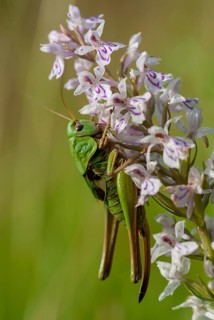 Decticus verrucivorus, grasshoppers, deciduous locusts, wart biters, ensifera, female,