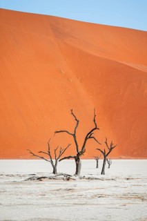 Dead camel thorn trees (Vachellia erioloba), red sand dunes, white salt pan, Dead Vlei, Sossusvlei,