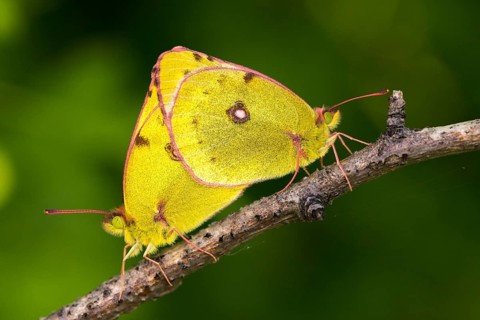 Mount Rana, Bohemian Highlands, Colias Hyale, Czech Republic, yellow haybutterfly, golden eight,