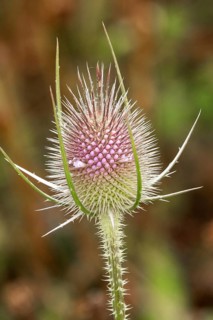 Wild teasel (Dipsacus fullonum), Baden-Württemberg, Germany