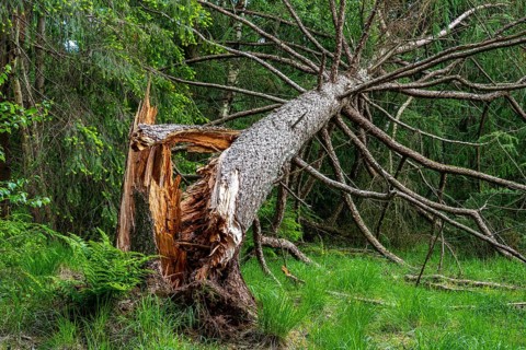 Wind throw in the forest near the Ahlhorn fish ponds, Ahlhorn, Lower Saxony, Germany