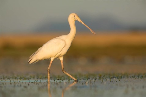Yellow-billed Spoonbill (Platalea flavipes) foraging, Victoria, Australia