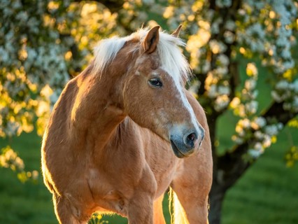 Horse, Haflinger, portrait, gelding, in spring, evening sun, blossoming trees in the background