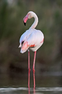 A greater flamingo (Phoenicopterus roseus), standing in the water, Camargue Regional Nature Park,
