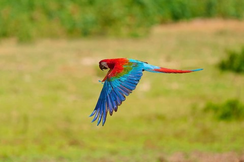 A magnificent parrot flies gracefully over a green landscape: the green-winged macaw, or dark-red