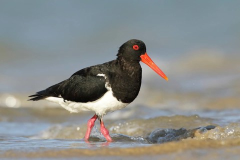Pied Oystercatcher (Haematopus longirostris) foraging at shoreline, Victoria, Australia