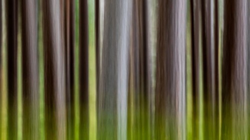 Pine (Pinaceae) in a forest in Scotland, Aviemore, Scotland, United Kingdom