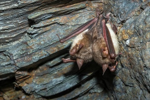 Greater mouse-eared bat, mouse-ear, myotis myotis, bats, chiroptera, bats, mammals, mammals, winter