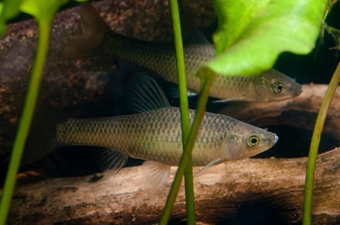 Blue ribbon bear, pseudorasbora parva, stone moroco, stone moroko, fish, fish, pisces, topmouth
